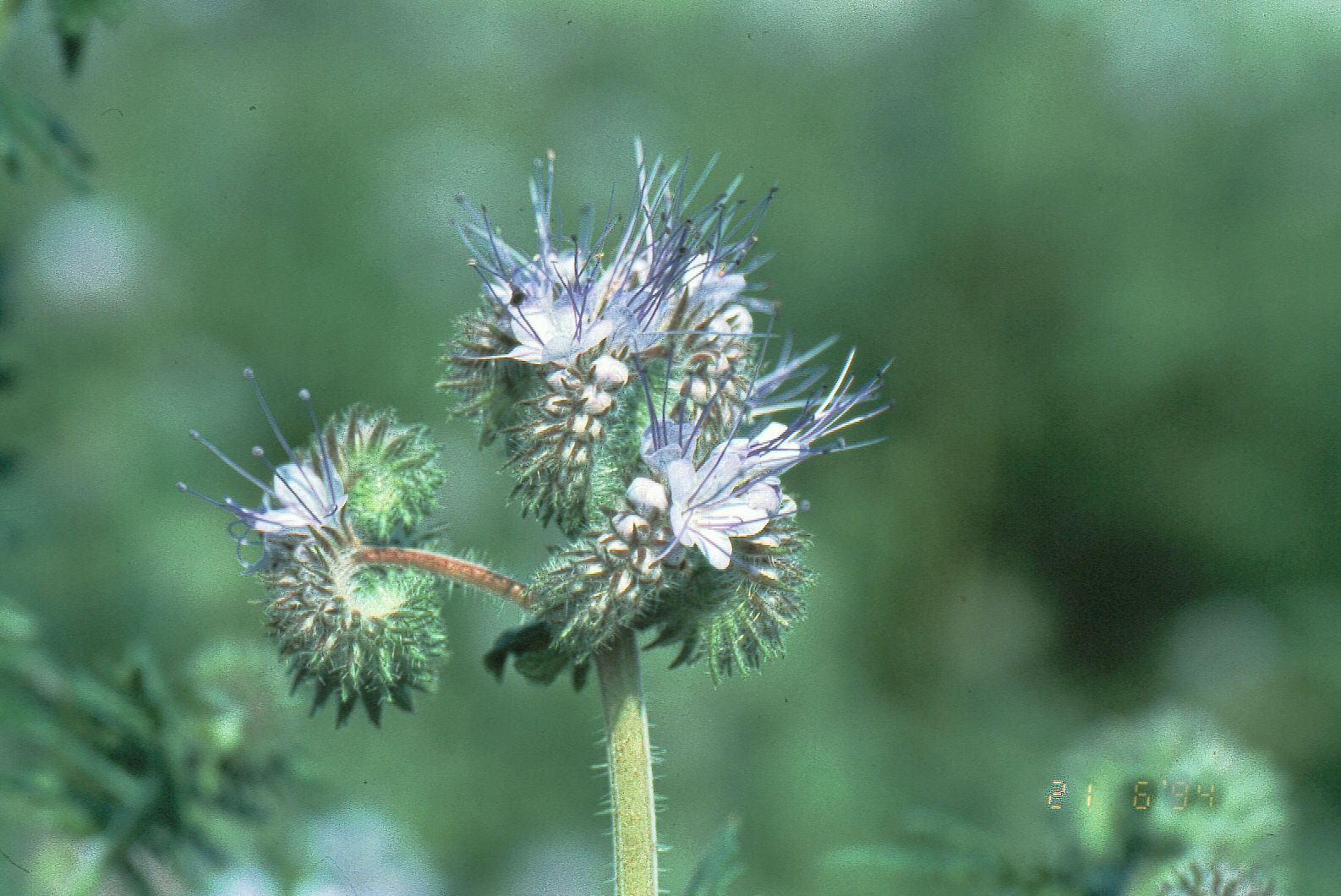 Phacelia - Blüte Phacelia - Blüte