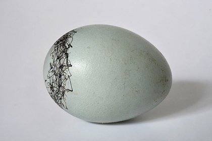 Eiersammlung Schnwetter: Saltator olivascens, Merida, Venezuela, 24,9 mm