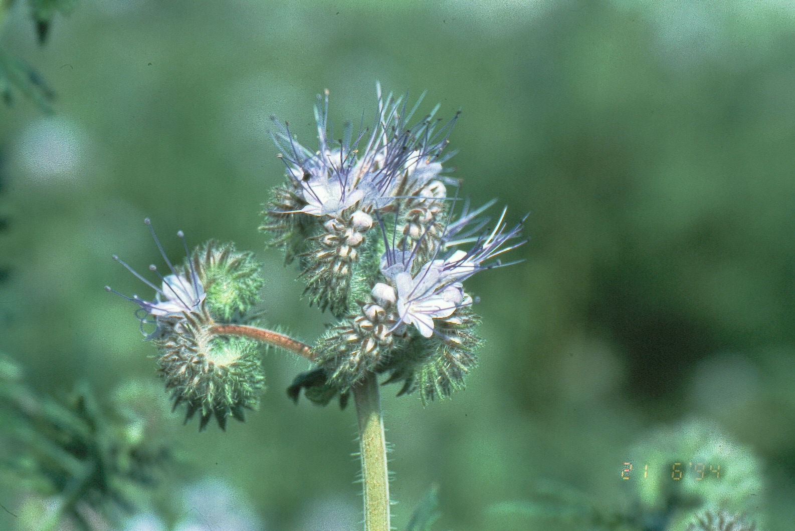 Phacelia - Blüte